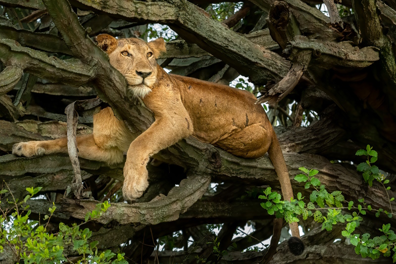 Afrika foto's Queen Elizabeth National Park