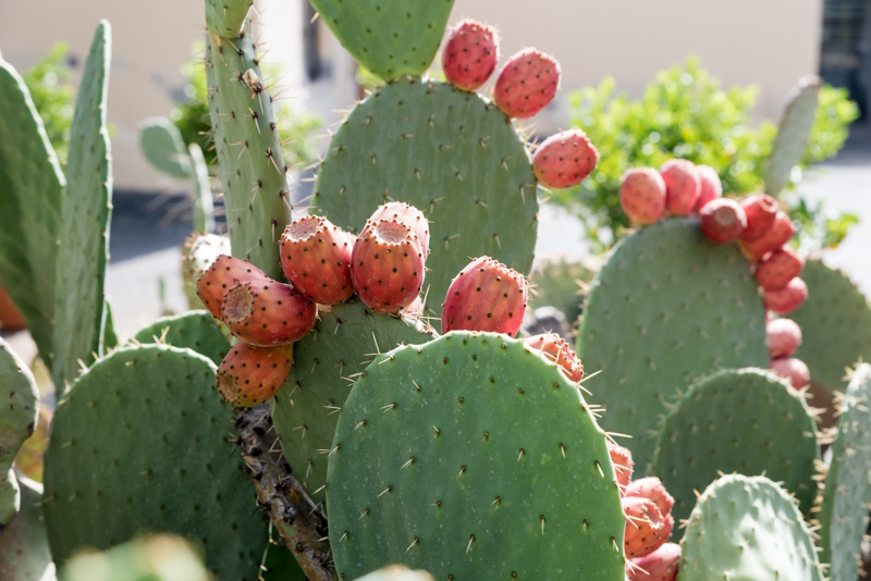 Botanische tuin in Catania