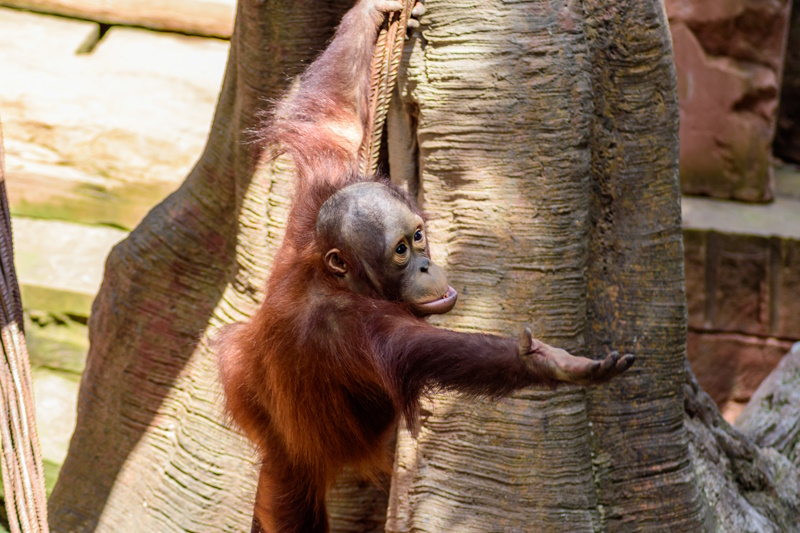 Fuengirola Bioparc