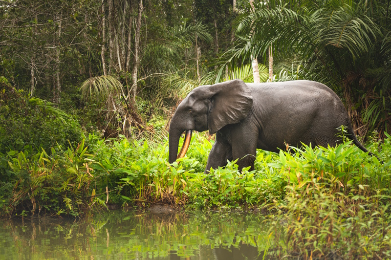Gabon Loango National Park olifant