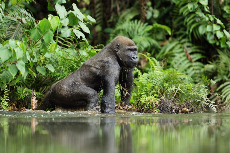 Gabon vakantie gorilla