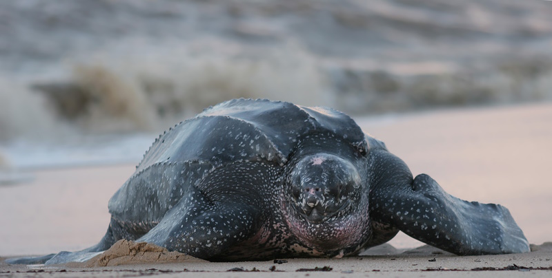 Gabon zeeschildpad