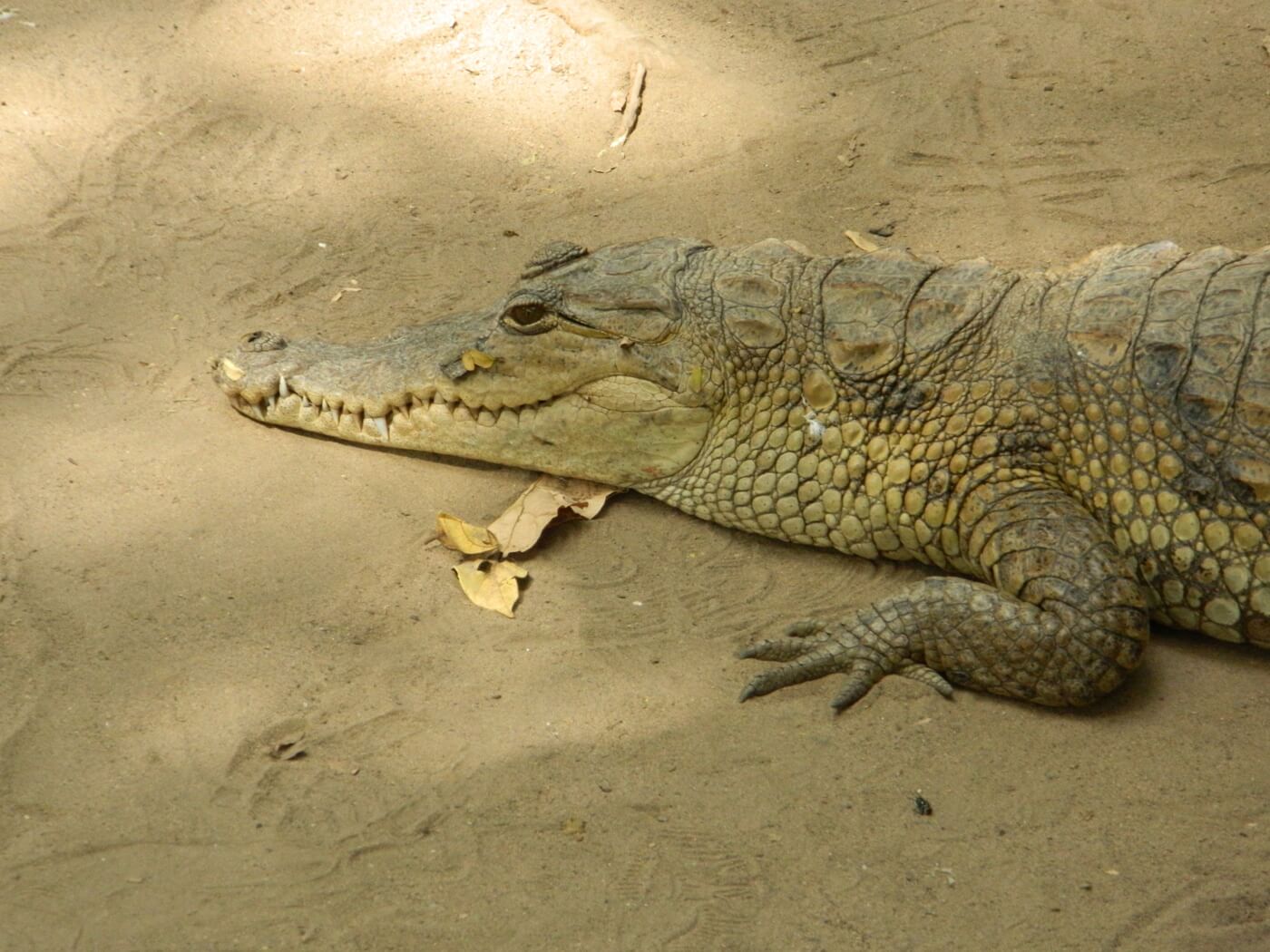 Gambia Kachikally Crocodile Pool