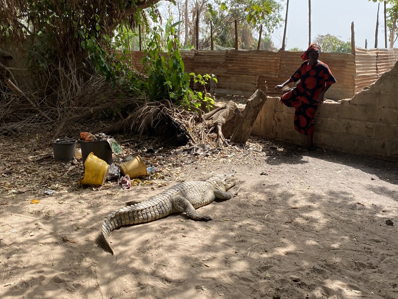 Gambia Kachikally krokodil vrouw