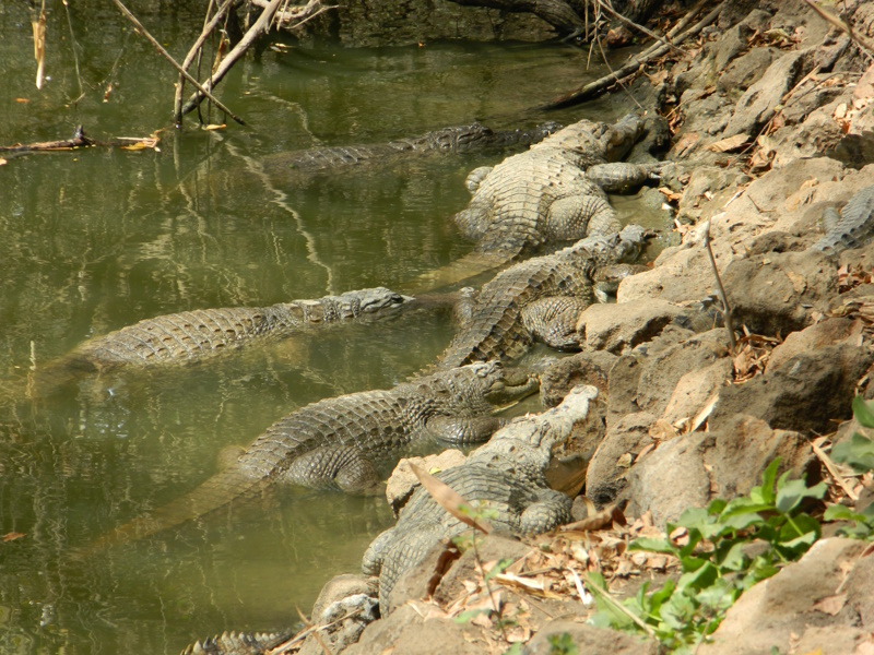 Gambia Kachikally krokodillen aan de oever