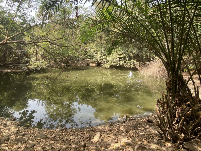 Gambia Kachikally krokodillenvijver