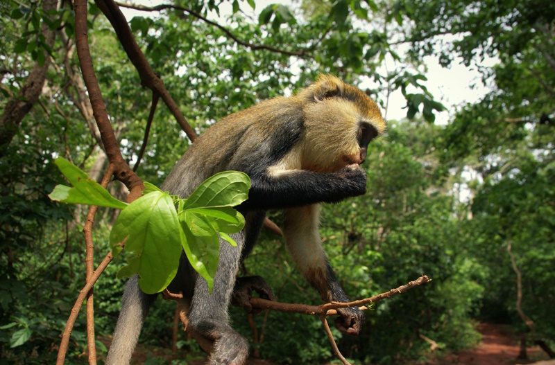 Apenreservaat Boabeng Fiema Ghana