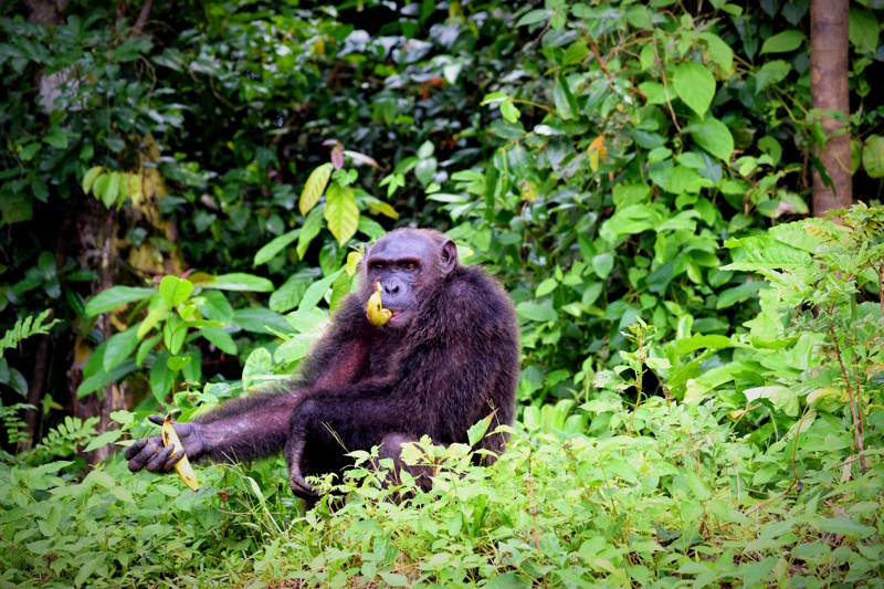 Kameroen chimpansee