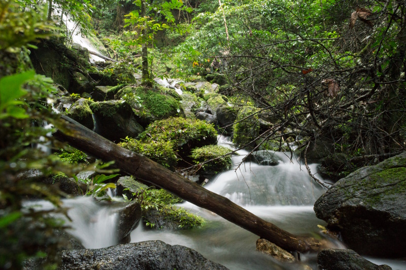 Kameroen Korup National Park