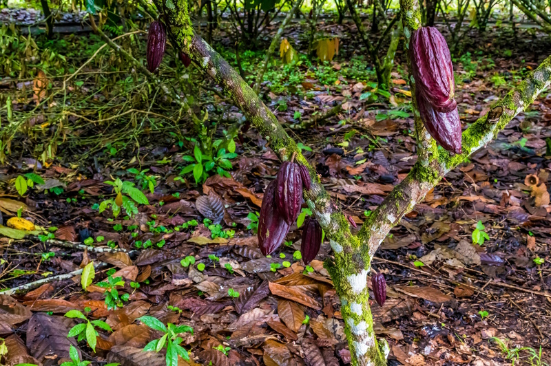 La Fortuna cacaoboom