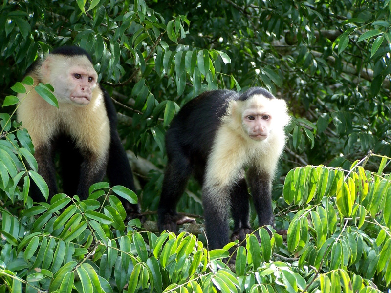 Monkey Island bij Panama-Stad