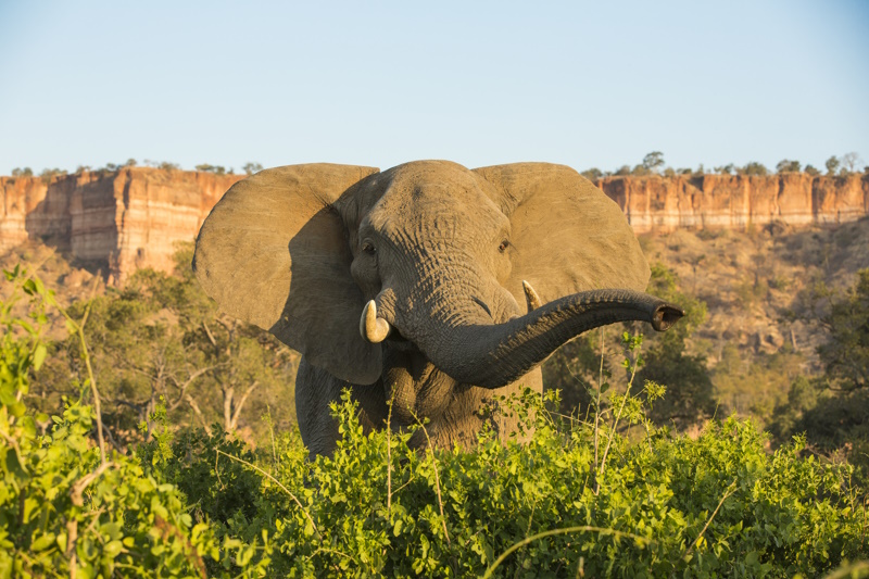 Zimbabwe Gonarezhou National Park olifant
