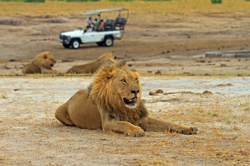 Leeuw in Hwange National Park Zimbabwe