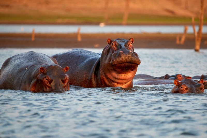 Nijlpaarden Lake Kariba Zimbabwe