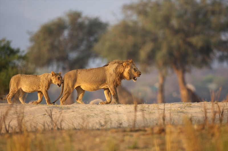 Leeuwen in Mana Pools National Park in Zimbabwe