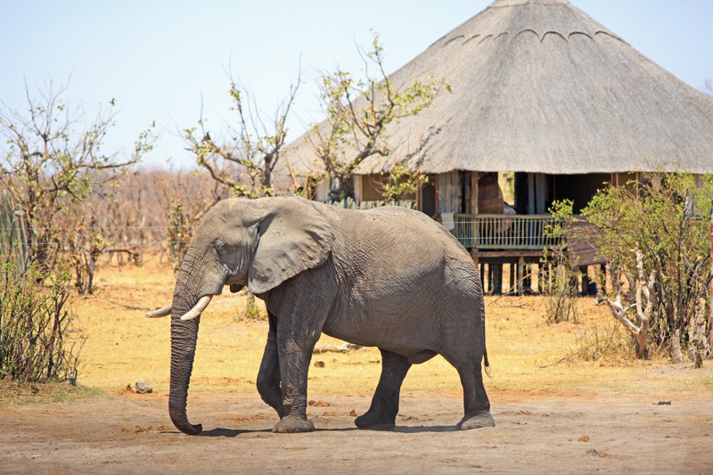Zimbabwe safarilodge