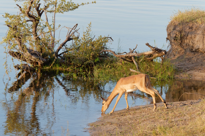 Zimbabwe Zambezi National Park impala