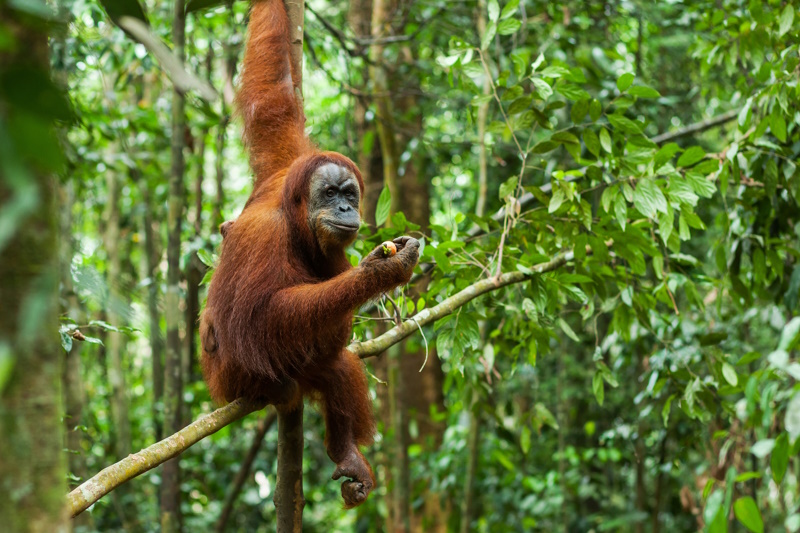 Medan Leuser National Park