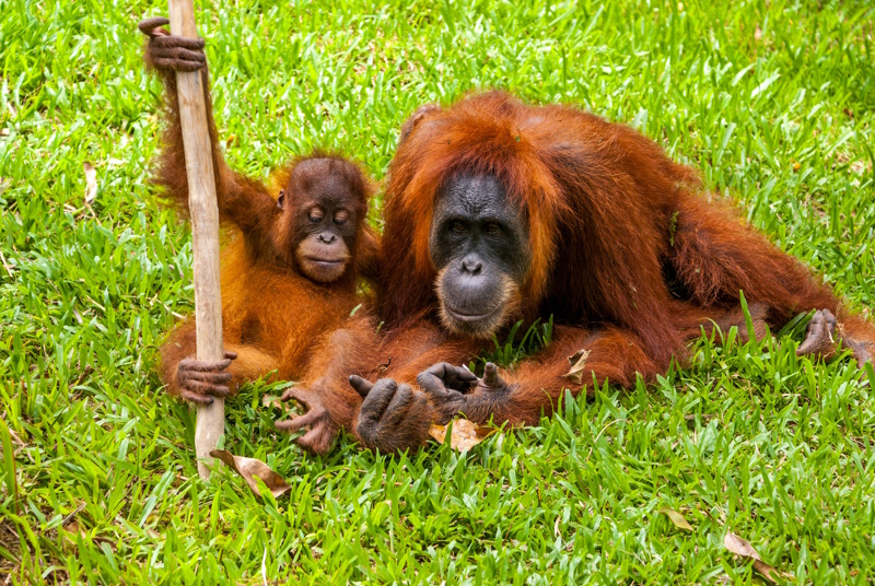 Orang-oetans spotten in Medan