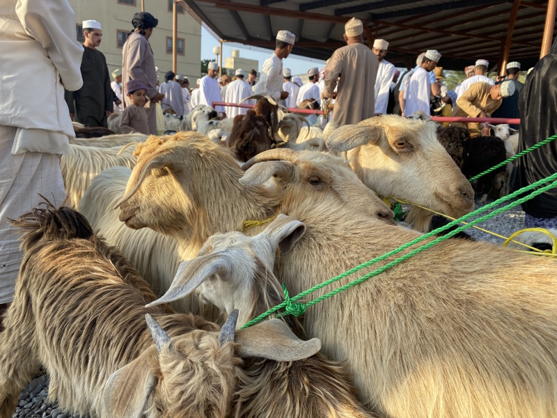 Geiten op geitenmarkt Nizwa