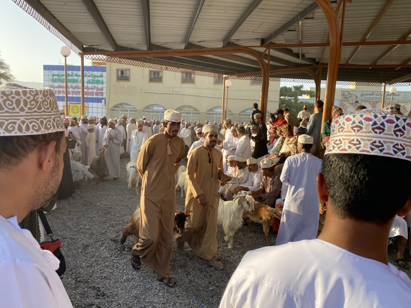 Nizwa geitenmarkt veiling