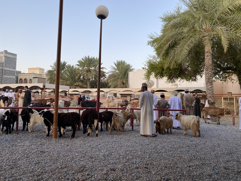 Nizwa geitenmarkt