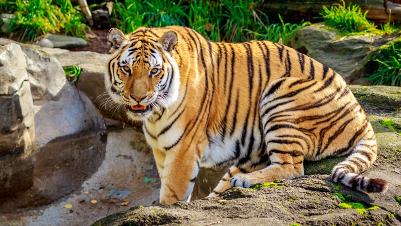 Oregon Zoo in Portland