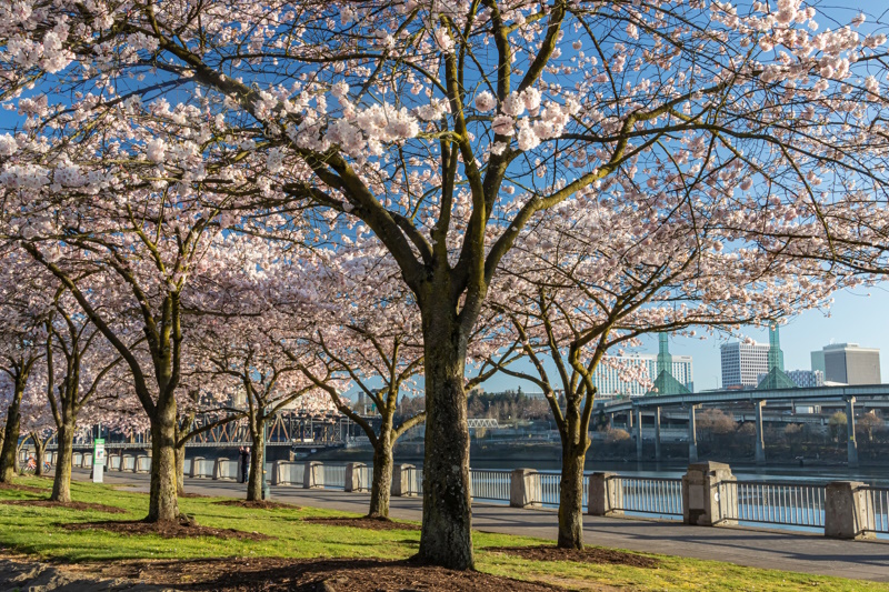 Waterfront Park in Portland