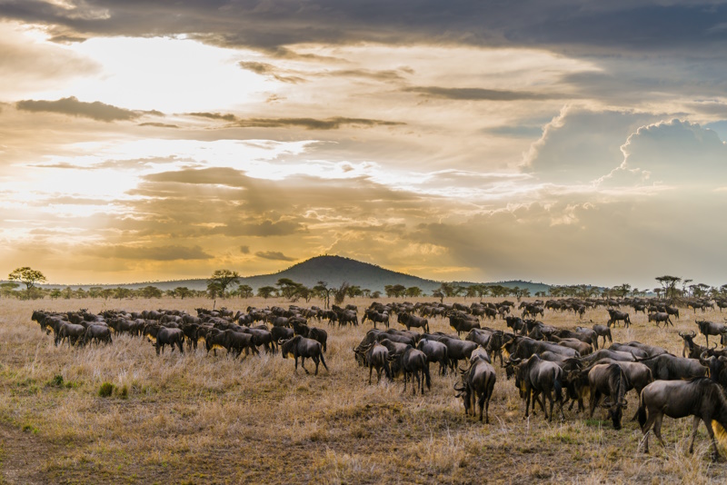 Tanzania Serengeti Grote Migratie