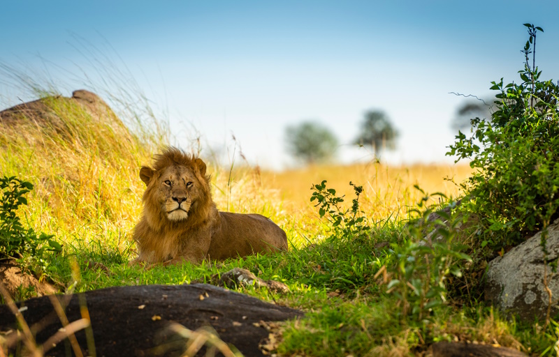 Tanzania Serengeti leeuw