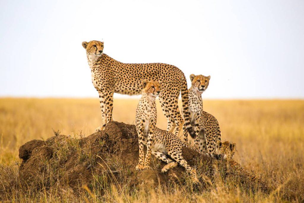 Tanzania Serengeti National Park