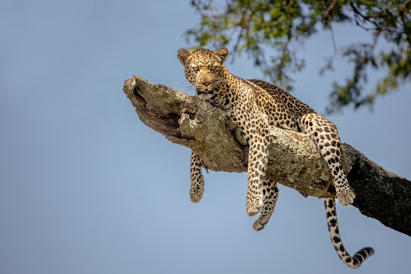 Tanzania Serengeti reizen