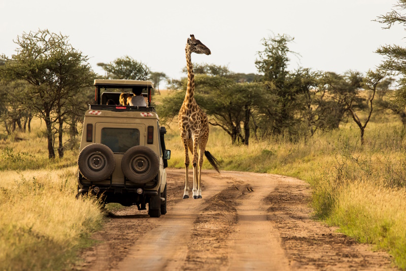 Tanzania Serengeti safari