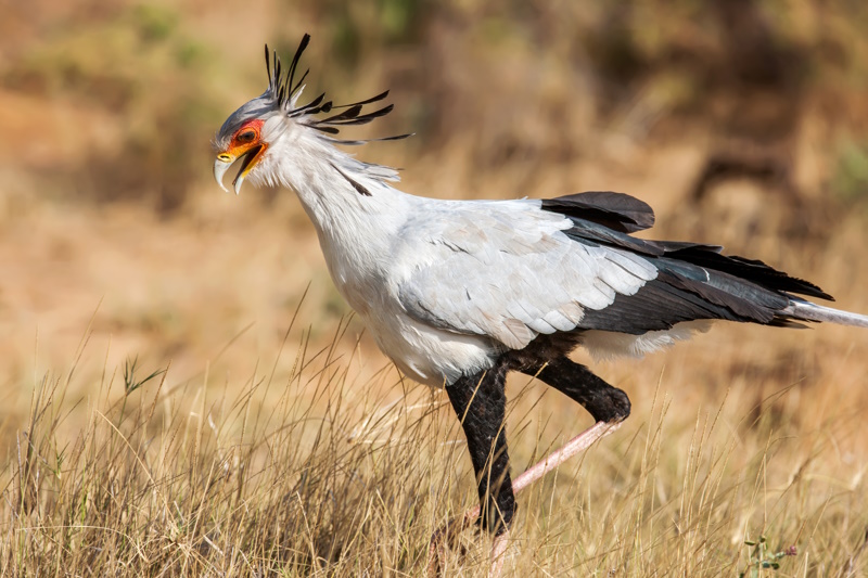 Tanzania Serengeti secretaressevogel