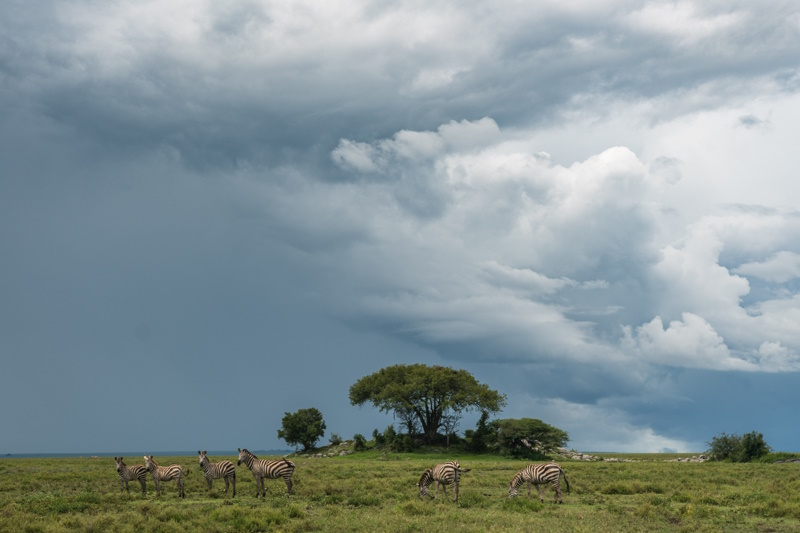 Tanzania Serengeti seizoen