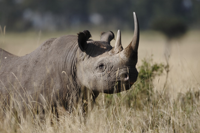 Tanzania Serengeti zwarte neushoorn