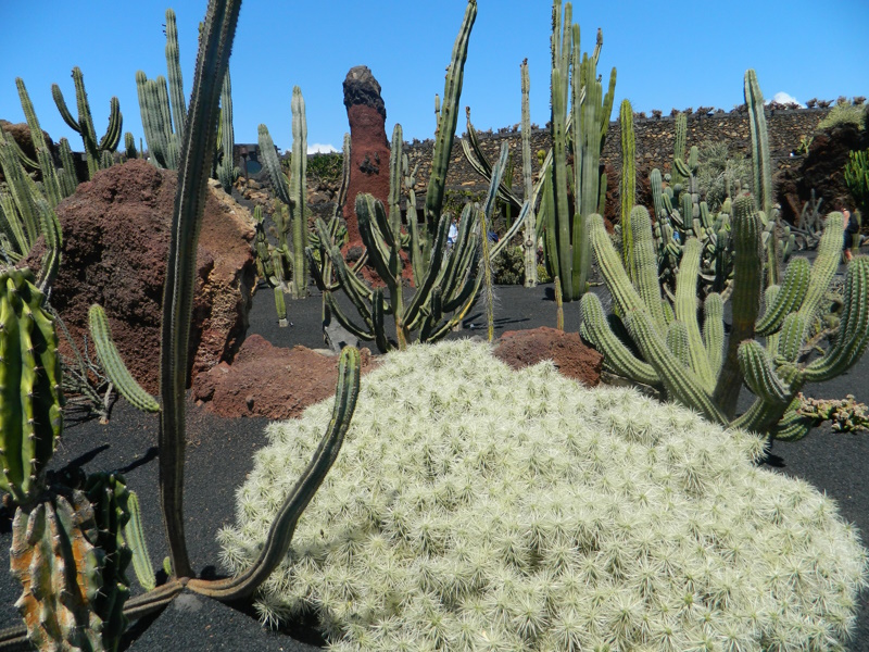 Jardin de Cactus op Lanzarote