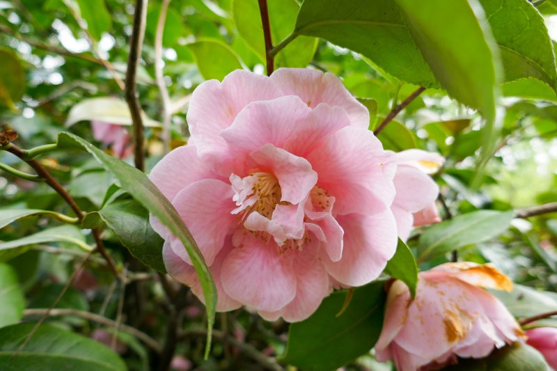 Locarno camellia