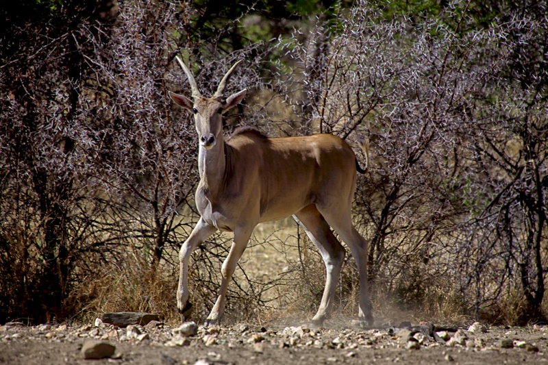 Daan Viljoen reservaat Windhoek