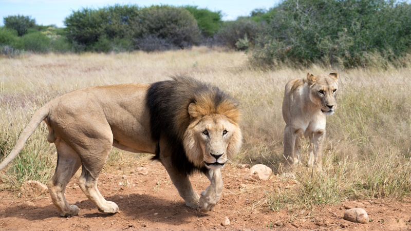 Naankuse reservaat in Windhoek