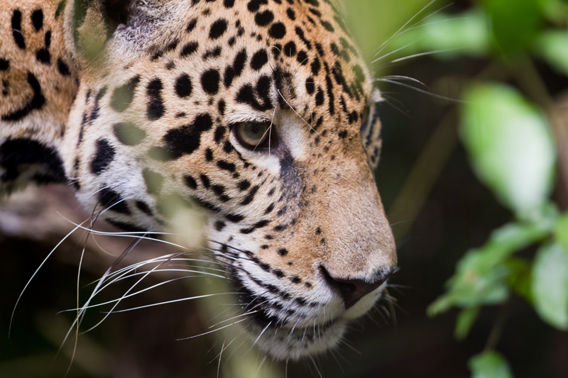 Belize jaguar