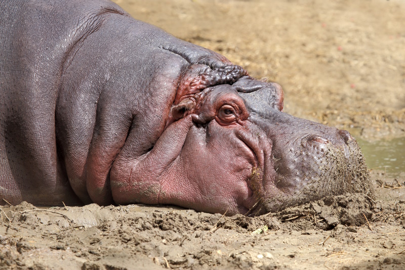 Debrecen dierentuin nijlpaard