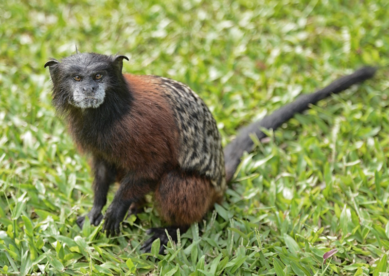 Isla de los Monos in Iquitos