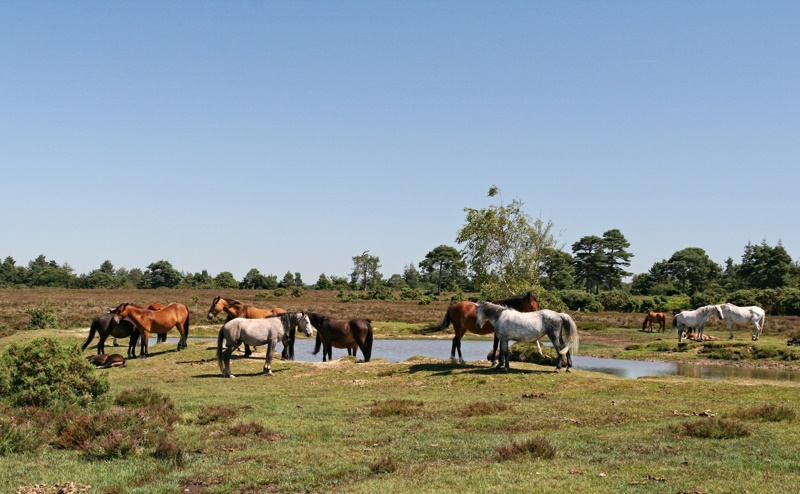 Southampton park paarden