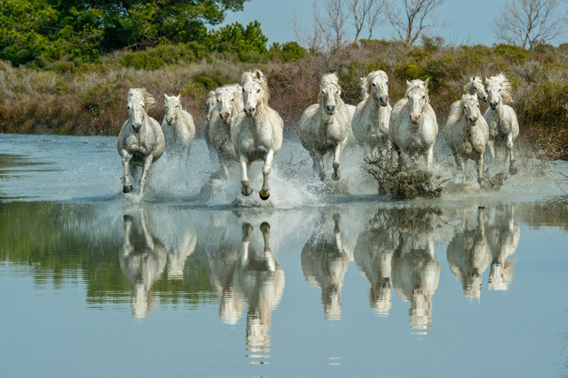 Arles Camargue