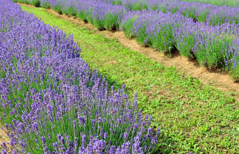 Arles lavendel