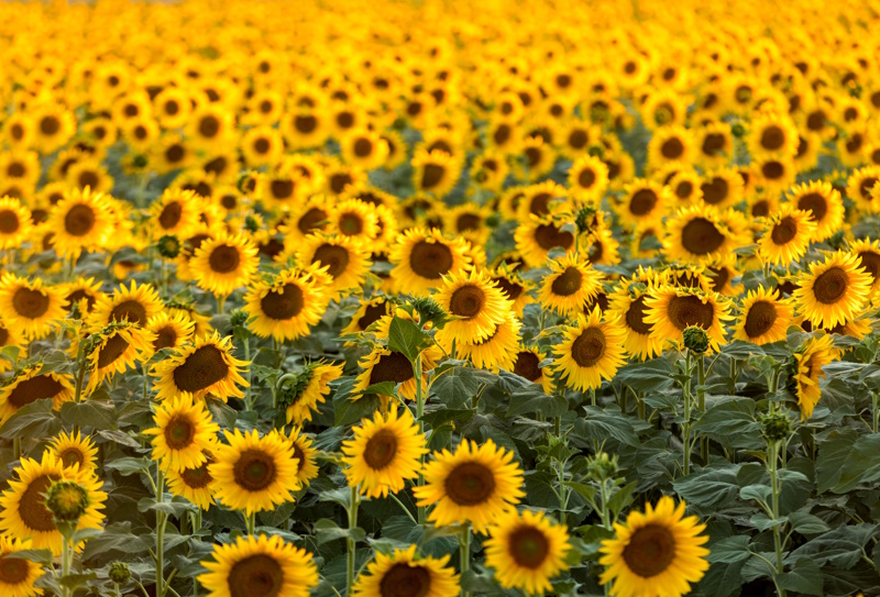 Zonnebloemen Vincent van Gogh in Arles