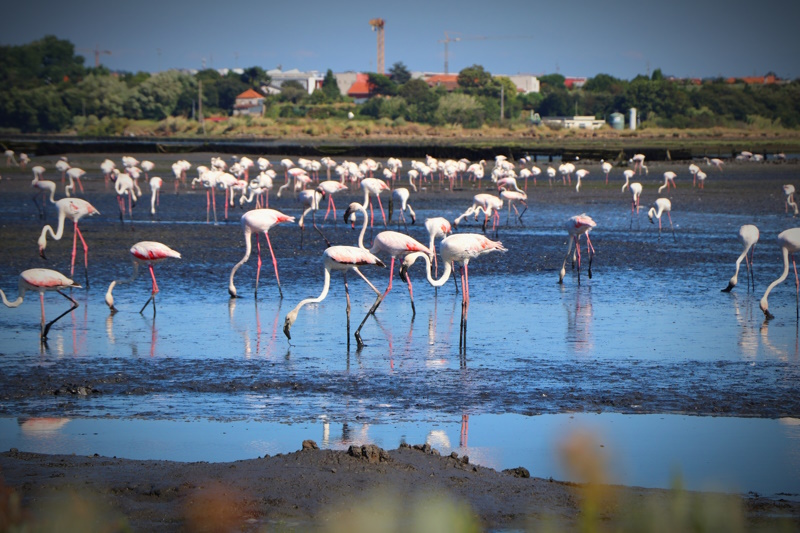 Aveiro flamingo's