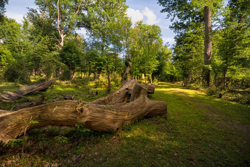 Bad Bentheim bos