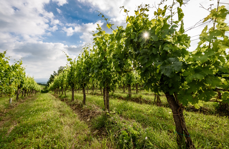 Brda wijnstreek bij Bovec